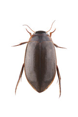 Diving beetle isolated on white