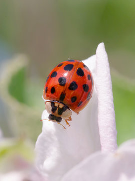 Harlequin or Asian ladybeetle (Harmonia axyridis), an asiatic species now invasive in many parts of the world