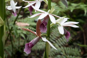 Sydney Australia, flowers of a phaius tankervilleae var. australis or lesser swamp orchid
