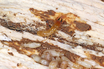 Yellownecked dry-wood termite (Kalotermes flavicollis), a serious pest in Mediterranean countries