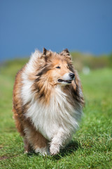 Beautiful long haired fluffy rough collie standing at a green field