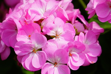 ピンク色のゼラニウムの花