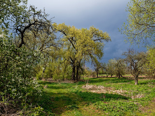 Fototapeta premium cherry blossoms in early May against a stormy sky