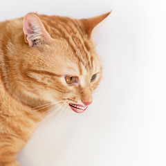 Funny young ginger cat with human smile looking at camera and happy smiling, collage. Amusing orange pet. Comic tabby red kitten with human teeth, isolated on white. Joke muzzle