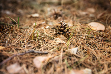 A pine cone lies on pine needles.