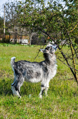 Fototapeta premium Cute salt and pepper baby goat eating fresh green tree leaves in the rural field