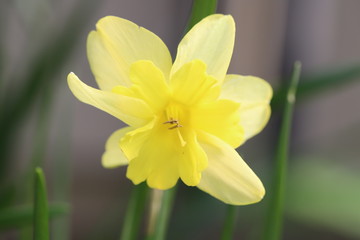 スプリットコロナスイセンの黄色い花