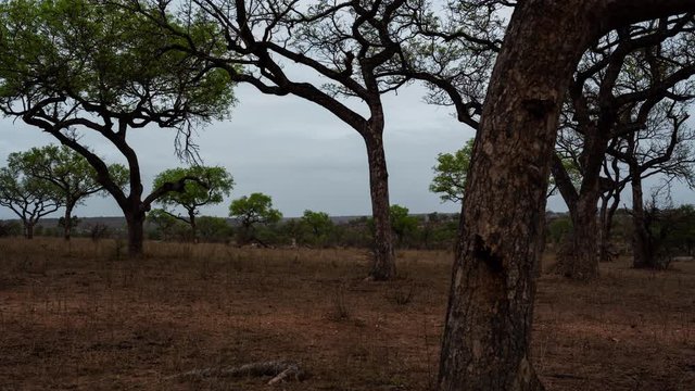 Early morning linear timelapse of Marula trees (Sclerocarya birrea) in dry bushveld Savannah landscape, spring season on cloudy overcast morning, first green leaves on trees.