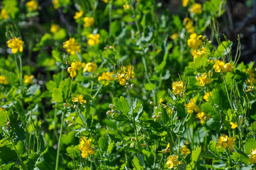 Beautiful fresh green Celandine bush with yellow flowers. Healing plant Celandine on the background of green leaves. 