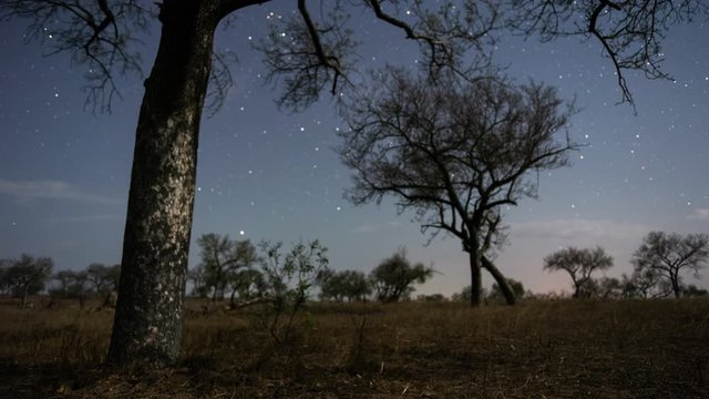 Static nightsky timelapse with focus pull from blurred to stars/trees in focus with zebras feeding in moonlight landscape under Milky Way, South Africa.