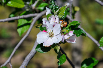 Tender cherry tree blossom on the bunches with young green leaves close up