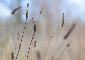 dry autumn plants for background