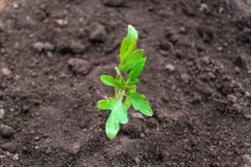 Seedlings of tomatoes.