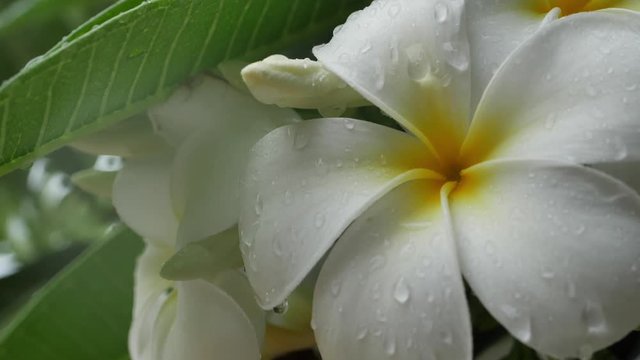 slow motion, white frangipani plumeria blossom flower in rainy day