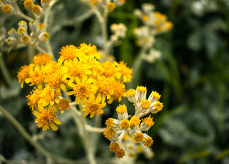 Yellow and white flowers closeup green background