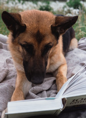 a dog is lying and reading a book, a German shepherd is lying on a blanket with a book