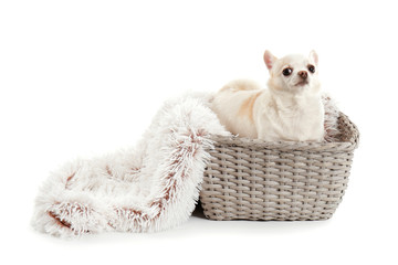Fototapeta na wymiar Cute dog in basket on white background