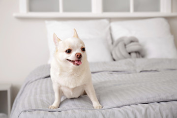 Cute small dog on bed at home