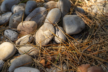 ROUND STONES ON PINE LEAVES AND SHADOWS
