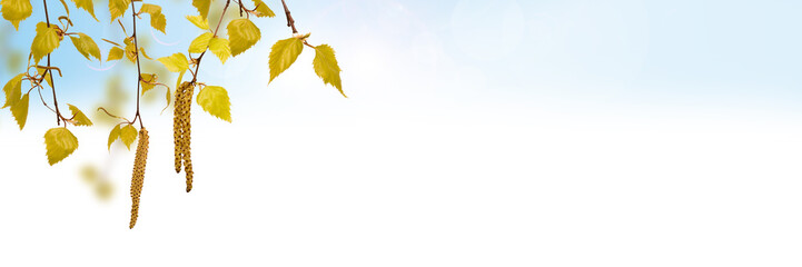 Obraz premium Green birch on the blurred summer background