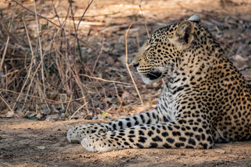 Wild leopard laid down on the ground
