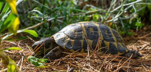 TURTLES WALKING QUIETLY AMONG PLANTS ON GRASSY MANTLE IN SPRING