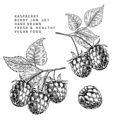Hand drawn raspberry branch, leaf and berry. Engraved vector illustration. Bramble agriculture plant. Summer harvest, jam or marmalade vegan ingredient. Menu, package, cosmetic and food design.