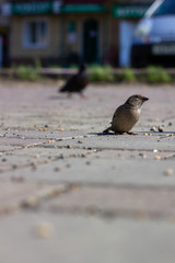Two sparrows eating on brick road. Sparrows in focus.