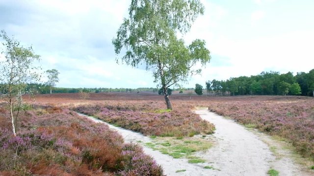 Heathland landscape with blooming Heather plants in the Veluwe nature reserve during a summer day.
