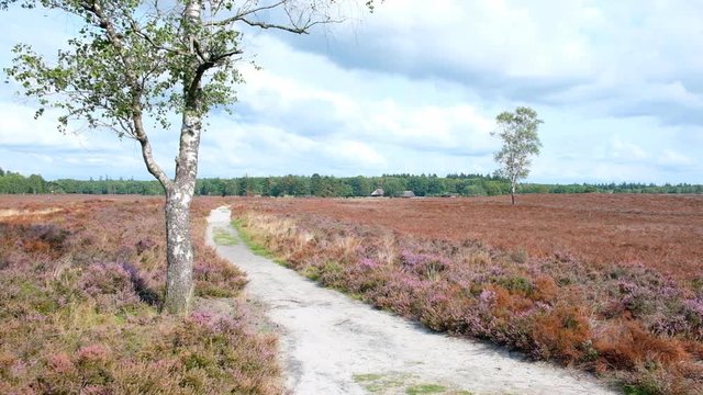 Heathland landscape with blooming Heather plants in the Veluwe nature reserve during a summer day.
