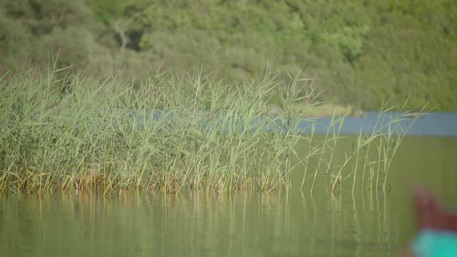 Reeds on a still lake blowing in the wind.  The lake is in Donegal, Ireland.