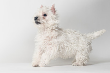 Westie puppy playing in studio