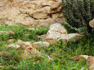 closeup of rocky ground with various plants