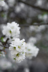 Flowerscape of branches in spring, in the garden of flowering apple trees