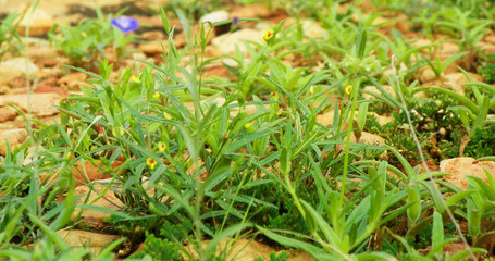 closeup of rocky ground with various plants