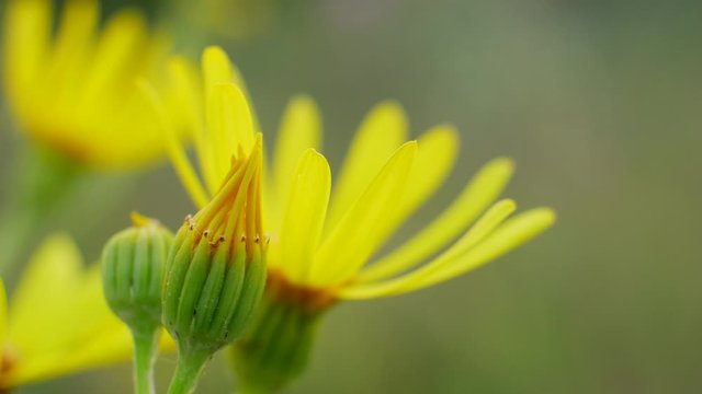 Blooming yellow flowers is wild field. Nature concept