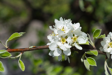 Flowerscape of branches in spring, in the garden of flowering apple trees