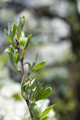 Flowerscape of branches in spring, in the garden of flowering apple trees