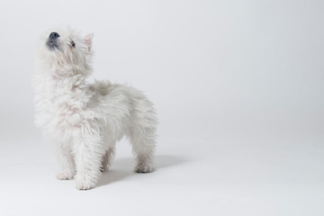 Westie puppy playing in studio