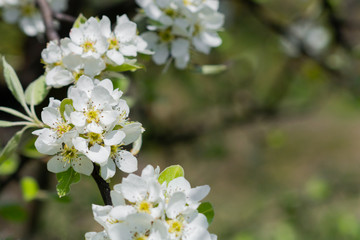 Flowerscape of branches in spring, in the garden of flowering apple trees