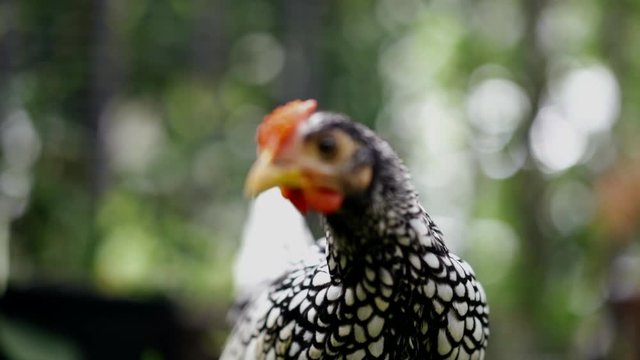 close up to Silver white Male SeBright Chick in the blur bokeh green garden background.
