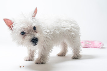 Westie puppy playing in studio