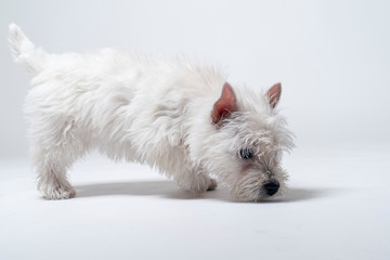 Westie puppy playing in studio