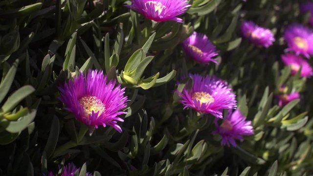 Closeup of sally-my-handsome flowers, hottentot fig blossoms in a garden in summer. Backlit of purple Carpobrotus edulis plant in a row in the countryside. Violet daisy-like flowering.
