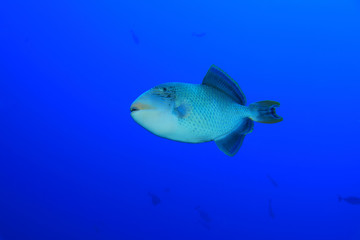 Yellowmargin triggerfish