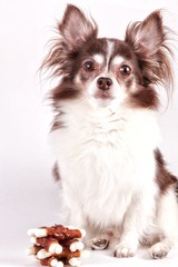 Fototapeta na wymiar Cute brown mexican chihuahua dog. Dog looking to camera.
