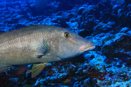 Longface emperor fish