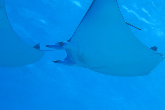 Smoothtail mobula ray