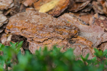 Tree bark for decoration and mulching in landscape design. Tree bark texture macro background close-up.