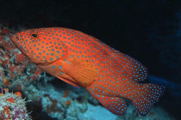 Coral hind grouper fish